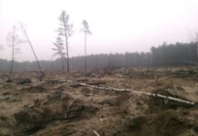 Ні сорому, ні совісті – зате з бурштином! Які наслідки бурштинової лихоманки в Україні та скільки років піде на відновлення?