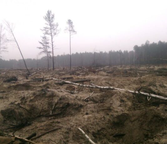Ні сорому, ні совісті – зате з бурштином! Які наслідки бурштинової лихоманки в Україні та скільки років піде на відновлення?