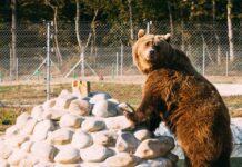 В приюте "Домажир" реабилитируют спасенную медведицу