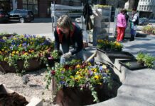 У Львові триває весняна висадка квітів