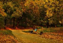 Із львівського парку культури та відпочинку викрали рідкісне дерево