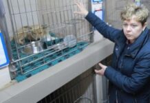 Во Львове появится Ассоциация ветеринаров