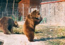 В "Домажир" приехала новая жительница