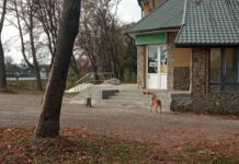 Самый верный друг: трогательная история львовского "Хатико", который ежедневно ждет своего хозяина на трассе