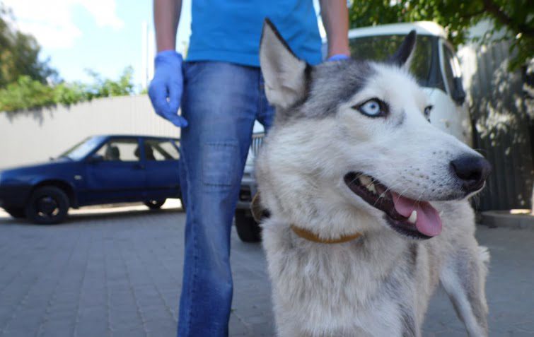 перетримка собак