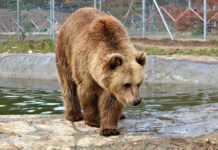"Домажир" – унікальний ведмежий притулок на Львівщині, який рятує тварин