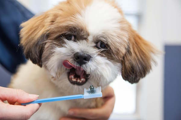 стоматологія для тварин