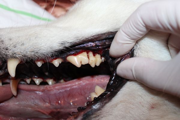 стоматологія для тварин
