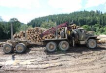 На Львівщині священник заблокував вивіз дерева з лісу: як це було?