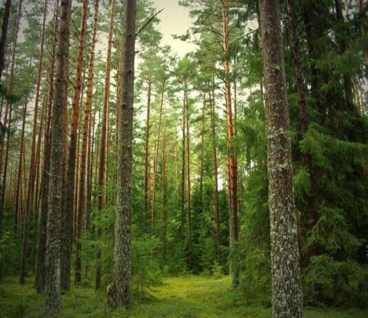 40 га лісу у смт Рудне можуть зникнути: тут планують масштабну забудову?