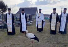 Сначала в церкви, а потом на кладбище: в День памяти Героев Небесной Сотни аист "молился" вместе с людьми