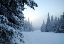 У Львівській області відновили 2264 га лісу