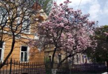 У Дрогобичі висадять алею магнолій