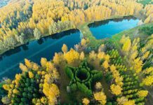 На Львовщине создадут два дендропарка: где именно?
