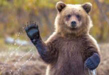 "Привет, Медвежонок!": стартует новый образовательный ZOO-проект