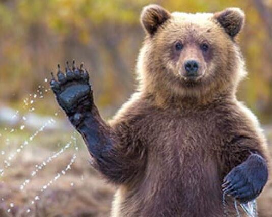 "Привет, Медвежонок!": стартует новый образовательный ZOO-проект