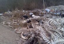 На околиці села, що на Львівщині, де люди створили скотомогильник, встановлять камери: подробиці