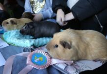 Львовян приглашают на выставку гигантских морских свинок