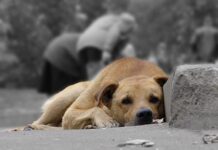 Львовяне подписывают петицию об обустройстве пунктов обогрева для бездомных животных
