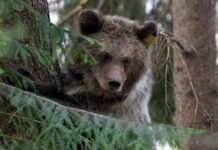 Зимі кінець: в зоопритулку на Львівщині зі сну прокинулась ведмедиця