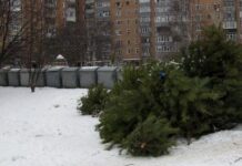 В місті Лева створили нову систему збору використаних ялинок