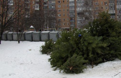 В городе Льва создали новую систему сбора использованных елок