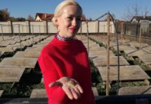 Как в Солонке, что на Львовщине, разводят улиток, которых тоннами экспортируют в ЕС