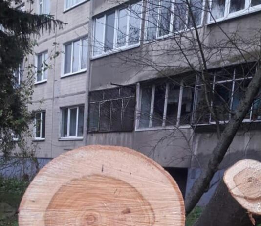 Во Львове спиливают здоровые деревья?