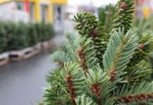 Якими будуть штрафи для львів’ян за “новорічну ялинку” цьогоріч?