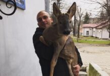 У “Домівці врятованих тварин” новий мешканець