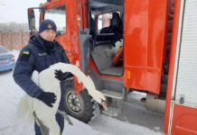 На Львівщині врятували 15 лебедів, які примерзли до криги на річці