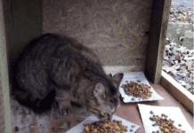 Безпритульні коти