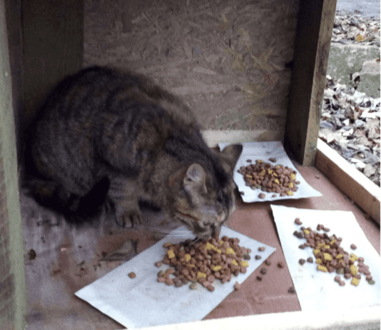 Безпритульні коти