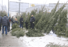 Стало відомо, скільки ялинок продали до свят на Львівщині