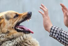 У Львові медики закликають вберегти домашніх улюбленців від сказу
