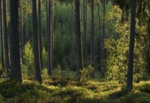 Ліси Львівщини: флора та фауна