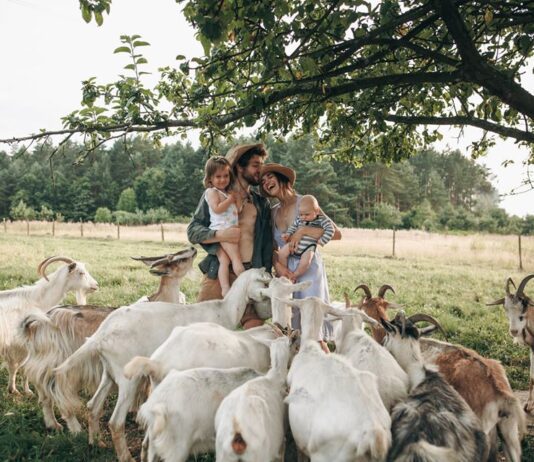 Cozy Farm: как молодые супруги переехали из Львова в село и открыли козью ферму
