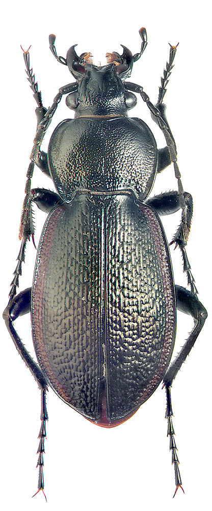 Орысшаны ауызға алуға мәжбүр Үлкен кеуде және сиськи фото