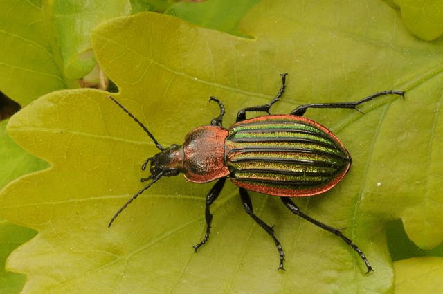 Траннидің есегіндегі мүшесі Лиза Дерганның эротикалық фотосуреттері