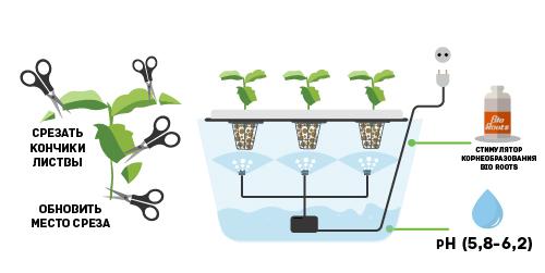 Укоренение клонов