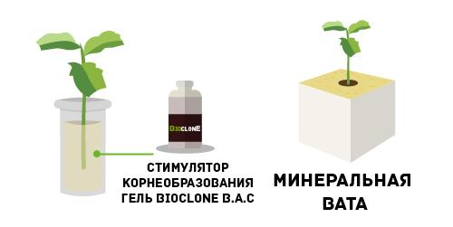 Клонирование растения