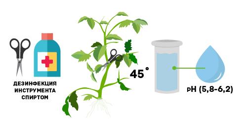 Срезание черенка