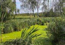 Білогорща – унікальний природний острів у місті